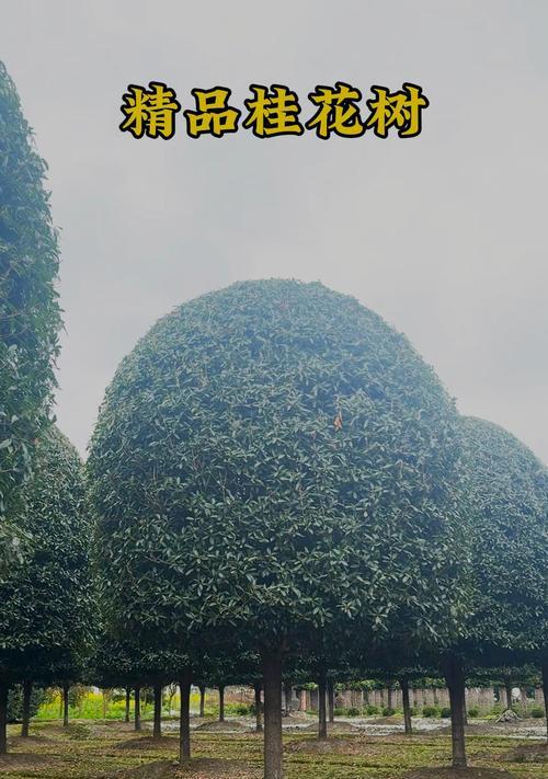 揭秘！一年内桂花树苗能长多高（每年平均生长几公分？）-第3张图片-绿意生活