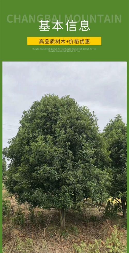 揭秘！一年内桂花树苗能长多高（每年平均生长几公分？）-第2张图片-绿意生活