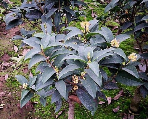 揭秘！一年内桂花树苗能长多高（每年平均生长几公分？）-第1张图片-绿意生活