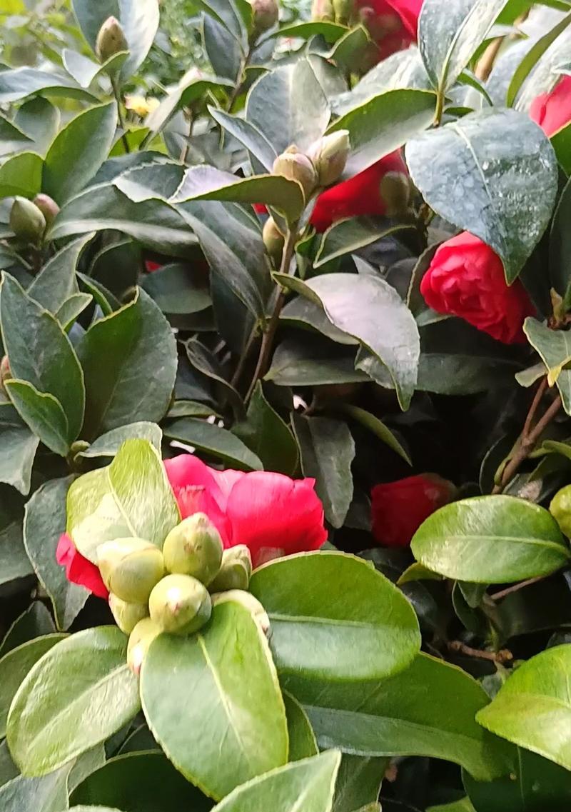 冬天茶花叶子为何会发红（解析冬天茶花叶子发红的原因和现象）-第1张图片-绿意生活