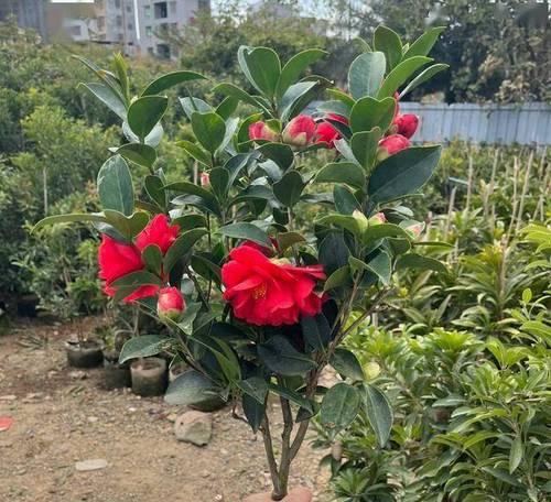 冬天茶花叶子为何会发红（解析冬天茶花叶子发红的原因和现象）-第3张图片-绿意生活