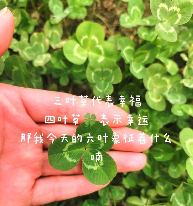 三叶草的意义与象征（探究三叶草所代表的含义与文化意义）-第3张图片-绿意生活