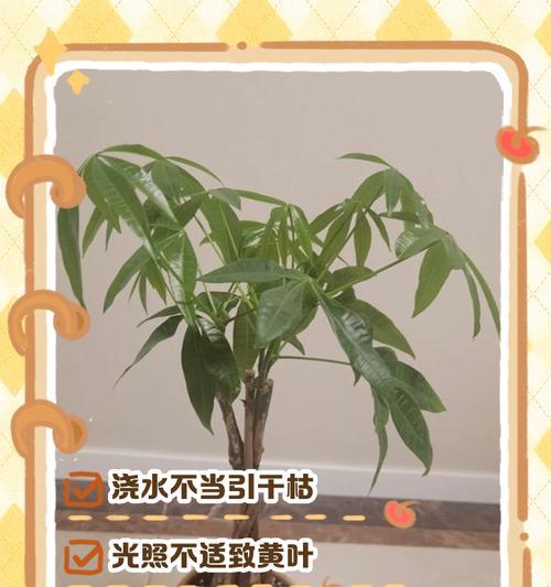 如何处理发财树枝叶过长的问题（掌握正确修剪方法，让发财树焕发生机）-第1张图片-绿意生活