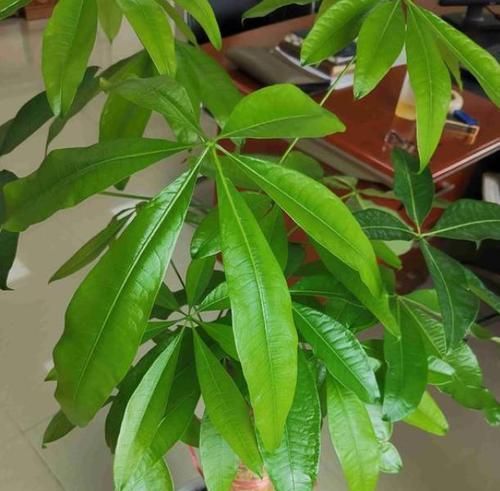 如何处理发财树枝叶过长的问题（掌握正确修剪方法，让发财树焕发生机）-第3张图片-绿意生活