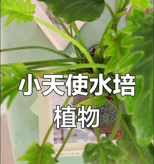 春羽水培养殖方法详解（快速掌握春羽水培的技巧与要点，打造绿意盎然的水培花园）-第1张图片-绿意生活