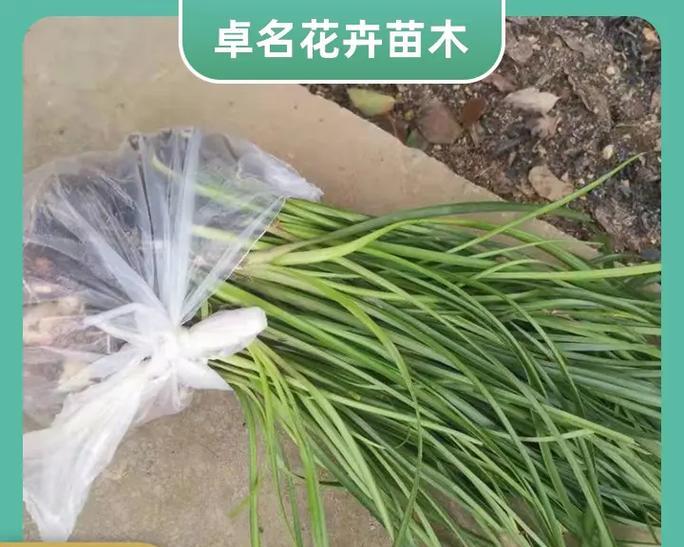 白花的种植技巧（掌握白花的种植要点，打造美丽花园）-第1张图片-绿意生活