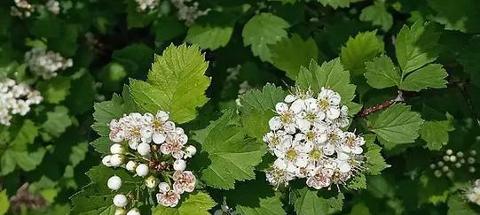 山楂开花时间的特点（探究山楂开花的气候条件和生长规律）-第1张图片-绿意生活