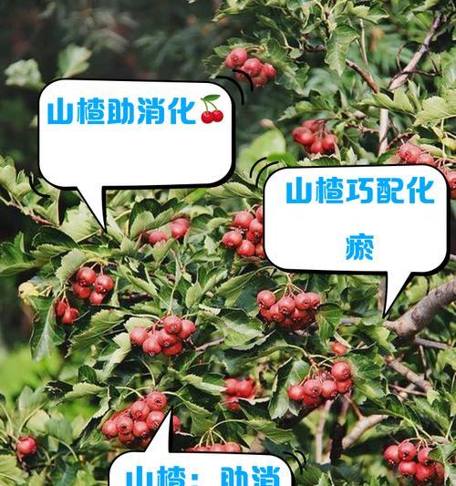 山楂开花时间的特点（探究山楂开花的气候条件和生长规律）-第2张图片-绿意生活