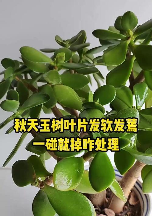碧玉掉叶子的原因及解决方法（揭开碧玉掉叶子的谜团，帮你有效解决问题）-第1张图片-绿意生活