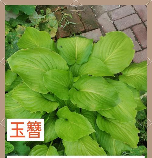 如何正确养护过密的玉簪（了解关键的护理技巧，让玉簪保持原始美丽）-第1张图片-绿意生活