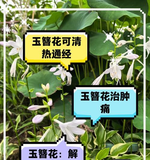 如何正确养护过密的玉簪（了解关键的护理技巧，让玉簪保持原始美丽）-第3张图片-绿意生活