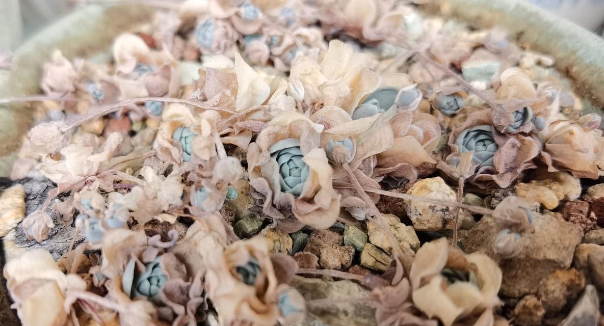 以子持莲华的授粉方式——传粉策略的多样性（以子持莲华的授粉方式及其对植物繁殖的影响）-第3张图片-绿意生活