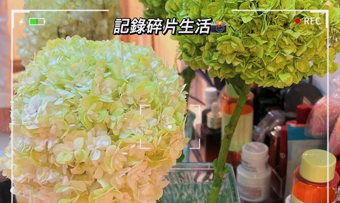 绿钻花摆放位置禁忌及卧室摆放注意事项（绿钻花可以放在卧室吗？如何摆放才不会影响健康？）-第3张图片-绿意生活