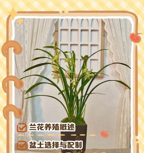 鸿运当头兰花的养殖方法（打造幸运花园，享受花开的喜悦）-第3张图片-绿意生活