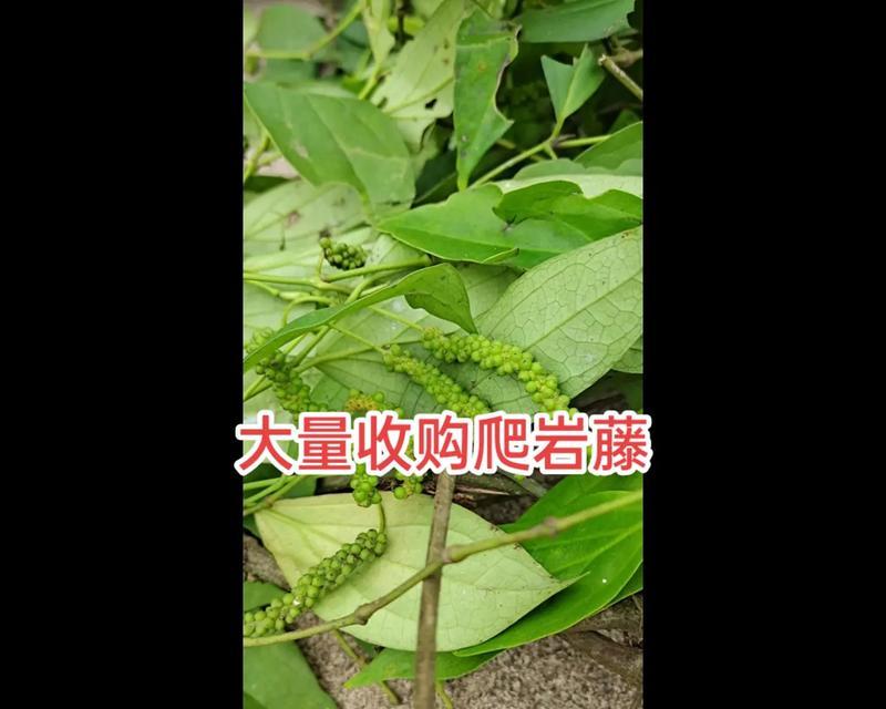 植物的攀爬方式及适应环境的能力（探索植物攀爬的秘密与进化的奇迹）-第1张图片-绿意生活