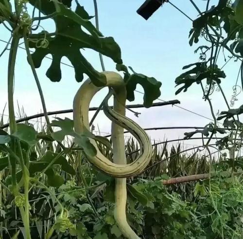 植物的攀爬方式及适应环境的能力（探索植物攀爬的秘密与进化的奇迹）-第2张图片-绿意生活