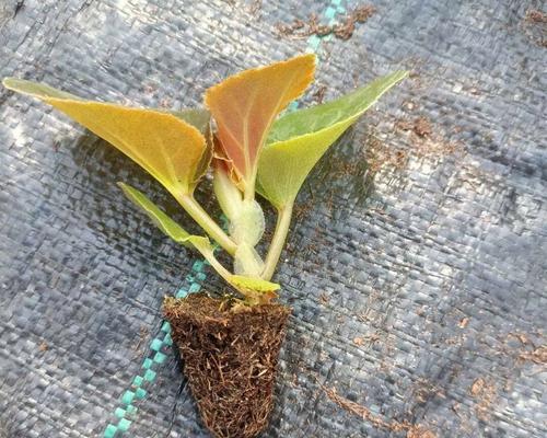 如何处理比格海棠花叶发红问题（解决方法和预防措施，）-第1张图片-绿意生活