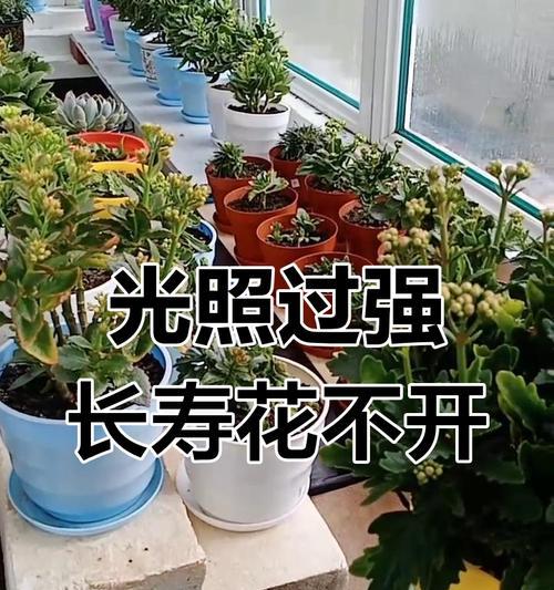 长寿花的花苞不开放的原因及应对方法（揭秘长寿花为何不出花苞，如何引导开放？）-第1张图片-绿意生活