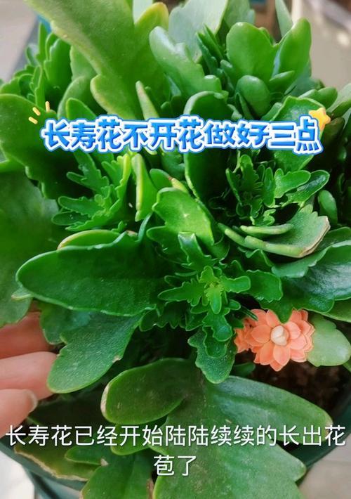 长寿花的花苞不开放的原因及应对方法（揭秘长寿花为何不出花苞，如何引导开放？）-第3张图片-绿意生活