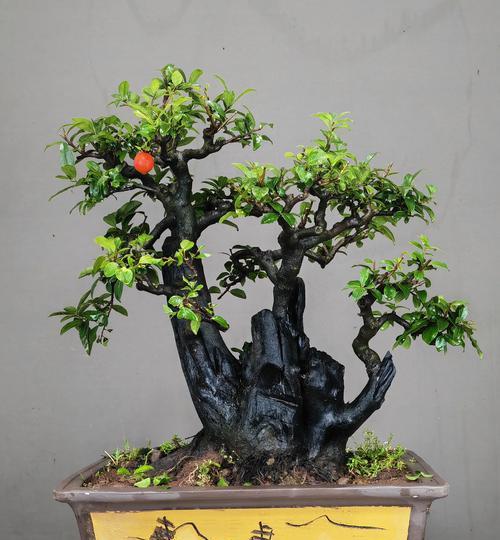 小榕树盆景（精心呵护让小榕树盆景茁壮成长）-第3张图片-绿意生活