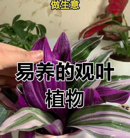 聚财吊兰的插秧技巧与注意事项（打造繁茂生长的聚财吊兰，关键在插秧技巧！）-第2张图片-绿意生活