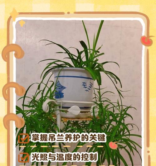 聚财吊兰的插秧技巧与注意事项（打造繁茂生长的聚财吊兰，关键在插秧技巧！）-第3张图片-绿意生活