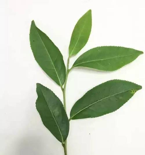 月桂的生长与分枝（探索月桂树分枝的特征和机制）-第1张图片-绿意生活