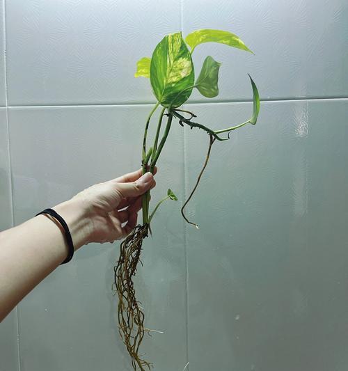 绿萝长势旺盛，如何打造出美丽的摆设？（通过巧妙摆放和修剪，让绿萝成为室内装饰的焦点）-第2张图片-绿意生活