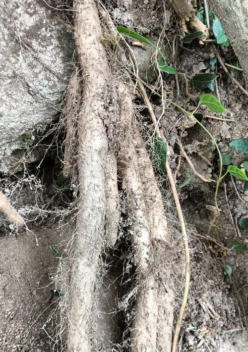 山药种植技巧与方法探究（掌握山药种植的关键步骤，培育出丰收的山药地）-第1张图片-绿意生活