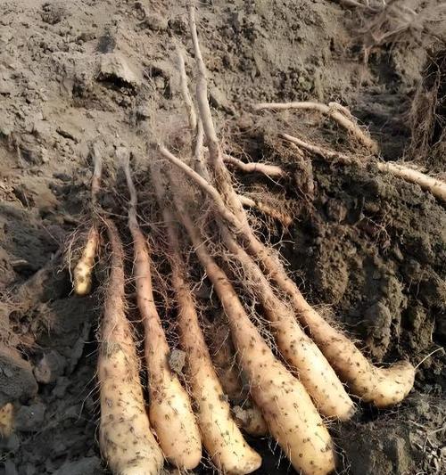 山药种植技巧与方法探究（掌握山药种植的关键步骤，培育出丰收的山药地）-第3张图片-绿意生活