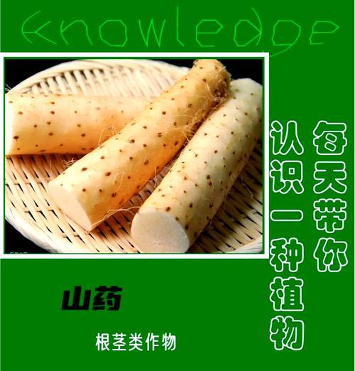 山药种植技巧与方法探究（掌握山药种植的关键步骤，培育出丰收的山药地）-第2张图片-绿意生活