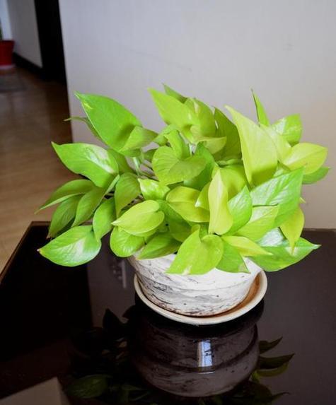 不翻土的盆栽养护法（以少量水分和便捷维护为特点，打造绿意盎然的家居植物）-第2张图片-绿意生活
