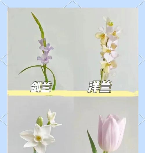 冬天如何养护唐菖蒲剑兰？（掌握关键技巧，让它们在寒冷季节中茁壮成长）-第1张图片-绿意生活
