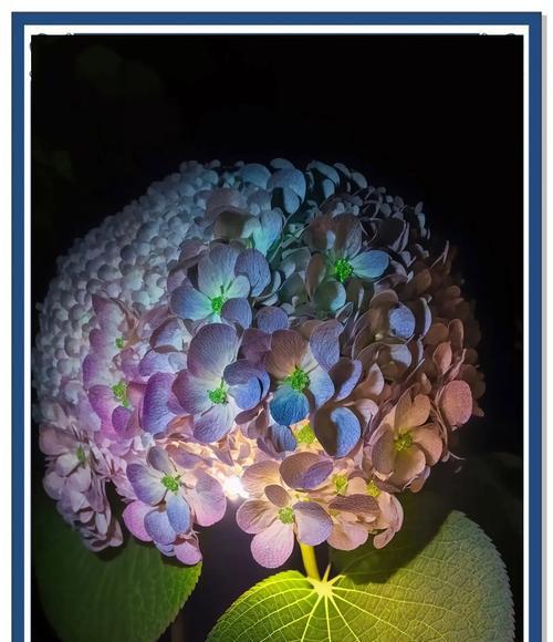 黑夜中的光明——探秘“莲花”花语（以莲花为主题，解析黑夜中的光明的寓意，体现人生的美好）-第1张图片-绿意生活