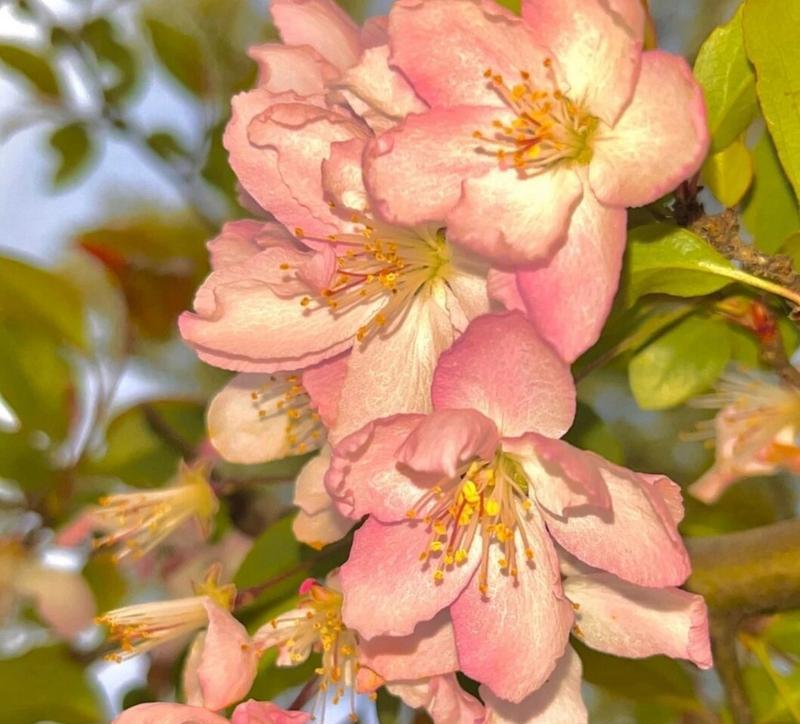 黑夜中的光明——探秘“莲花”花语（以莲花为主题，解析黑夜中的光明的寓意，体现人生的美好）-第2张图片-绿意生活