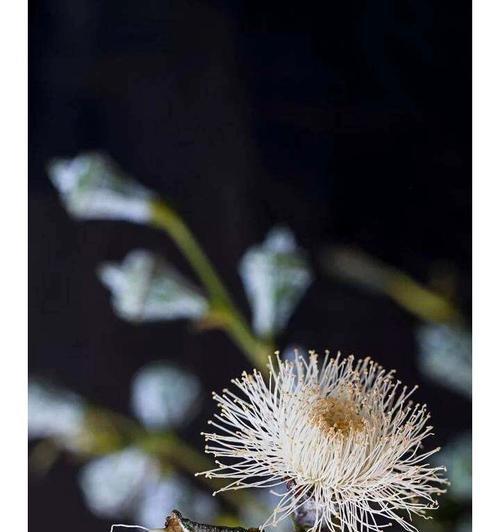 黑夜中的光明——探秘“莲花”花语（以莲花为主题，解析黑夜中的光明的寓意，体现人生的美好）-第3张图片-绿意生活