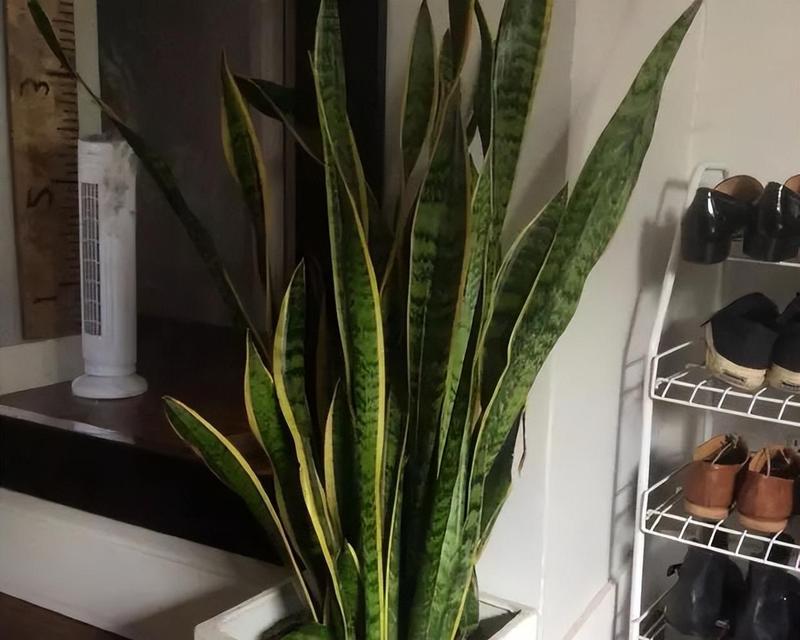 虎皮兰的浇水方法详解（为了让虎皮兰茁壮成长，养护需谨慎）-第2张图片-绿意生活