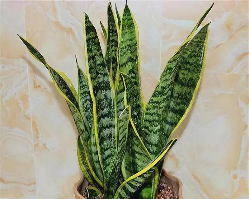 虎皮兰的浇水方法详解（为了让虎皮兰茁壮成长，养护需谨慎）-第3张图片-绿意生活