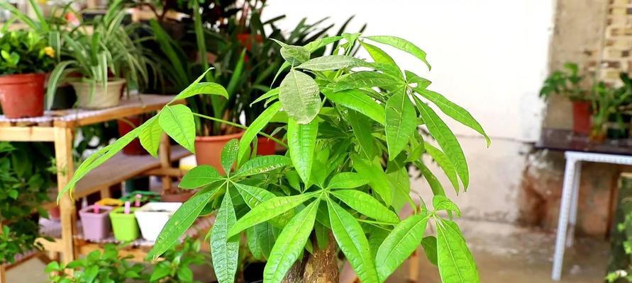 如何种植以盆栽发财树（打造家居财富之树，发财树种植指南）-第1张图片-绿意生活