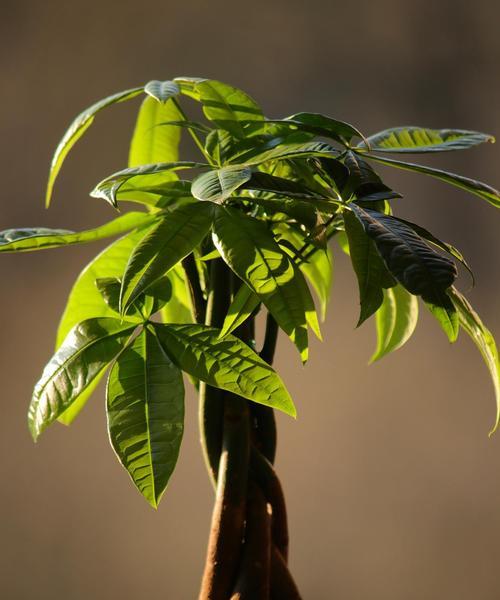 如何种植以盆栽发财树（打造家居财富之树，发财树种植指南）-第2张图片-绿意生活