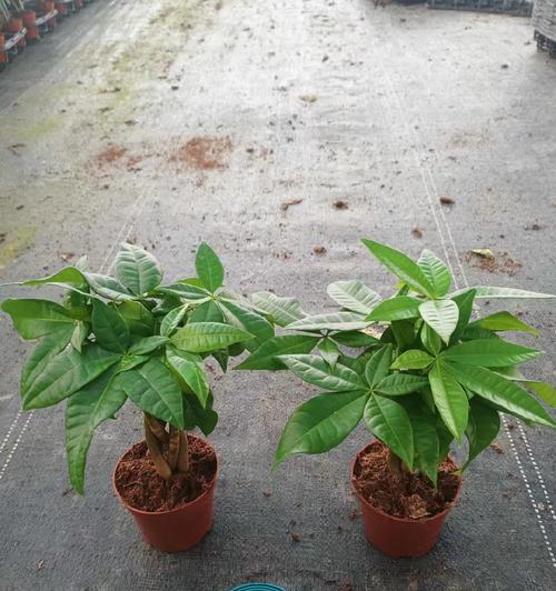 如何种植以盆栽发财树（打造家居财富之树，发财树种植指南）-第3张图片-绿意生活