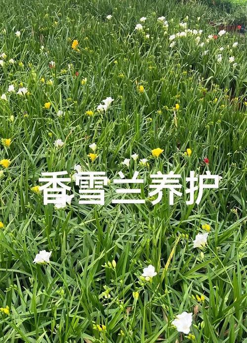 以香雪兰如何度过寒冬（从保温到补光，了解香雪兰的冬季养护）-第1张图片-绿意生活