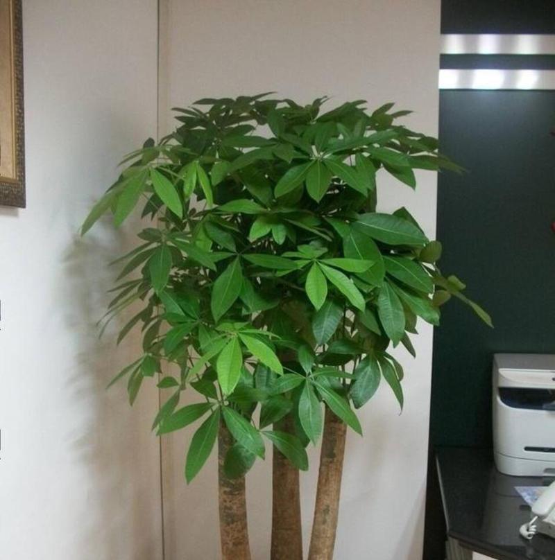 发财树老黄的养护与疾病防治（让你的发财树健康成长，实现富裕生活）-第3张图片-绿意生活