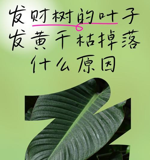 发财树老黄的养护与疾病防治（让你的发财树健康成长，实现富裕生活）-第2张图片-绿意生活
