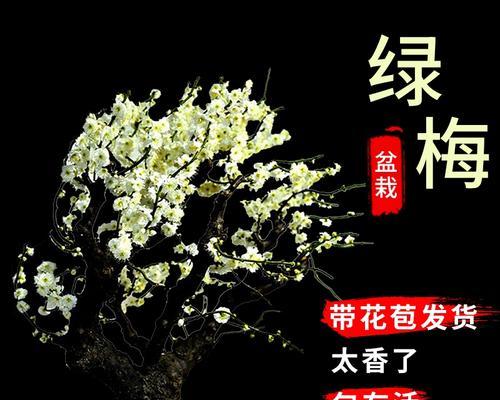 如何养护梅花老桩？（掌握这些方法让你轻松打造鲜花盆景）-第1张图片-绿意生活