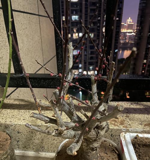 如何养护梅花老桩？（掌握这些方法让你轻松打造鲜花盆景）-第3张图片-绿意生活