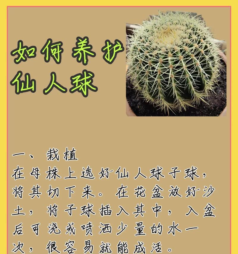 宝山属仙人球的养殖技巧（打造美丽多肉盆景，学会宝山属仙人球的养殖方法）-第1张图片-绿意生活