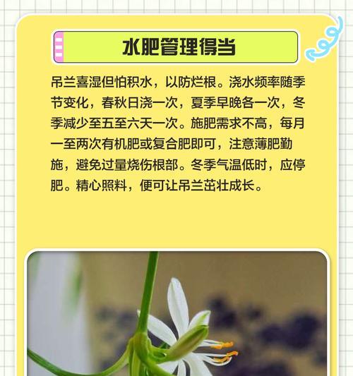 夏日吊兰养殖技巧大揭秘（打造清凉绿意，让吊兰陪你过夏天）-第2张图片-绿意生活