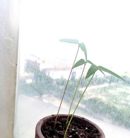 红豆苗盆景的养护技巧（打造迷人盆景，关键在于红豆苗的正确养护）-第1张图片-绿意生活