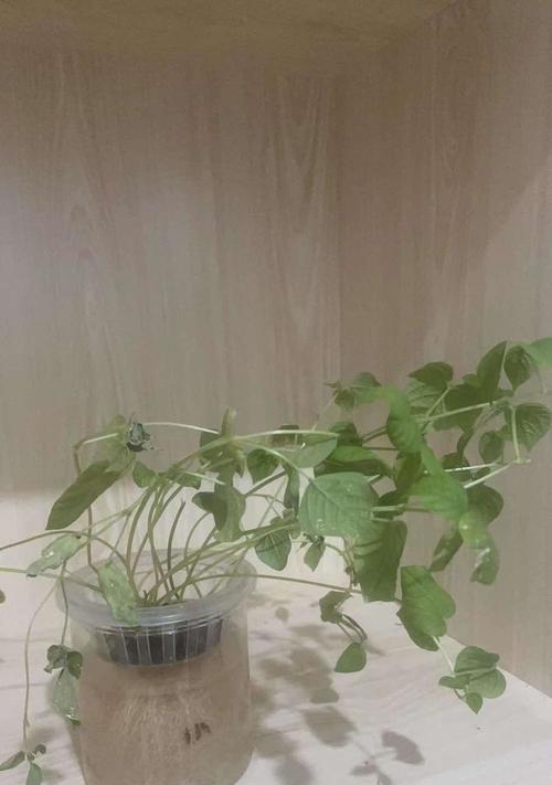 红豆苗盆景的养护技巧（打造迷人盆景，关键在于红豆苗的正确养护）-第3张图片-绿意生活